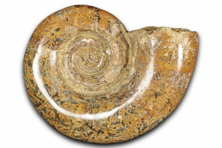 Jurassic Ammonite (Hemilytoceras) Fossil - Madagascar #349151